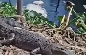 Seekor Buaya Kerap Muncul di Kali Pasar Bojong, Warga Bingung Evakuasi