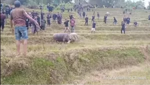 Nabuburit Anak Bekasi Zaman Dulu, Ngadu Kebo Antar Kampung