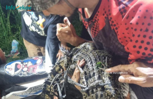 Buaya Sering Naik ke Darat di Tarumajaya Bekasi Telah Dievakuasi