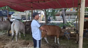 Jelang Idul Adha, Pedagang Hewan Kurban Mulai Buka Lapak di Pinggir Jalan Alinda 