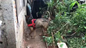 Anjing Pelacak Temukan Benda ini di Rumah Didik Pelaku Pembunuh Anak di Ciketing Udik