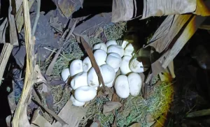 Penemuan 30 Butir Telur Ular Sanca Disemak-Semak, Warga Lapor Petugas Damkar