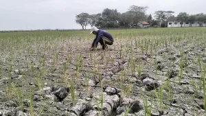Lahan Sawah Dilanda Kekeringan, Petani di Tambelang Mengeluh Terancam Gagal Panen