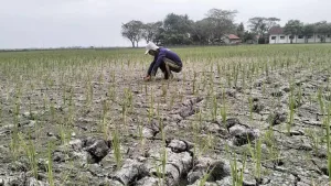 4 Wilayah di Kota Bekasi Berpotensi Dilanda Kekeringan, Ini Penyebabnya