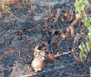 Kerangka Manusia Ditemukan di Lahan Kosong Bekas Kebakaran, Ini Identitas Korban