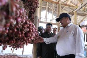 Korem 051 Wijayakarta Panen Bawang Merah di Lahan Sawah Kampung Pulo Bekasi