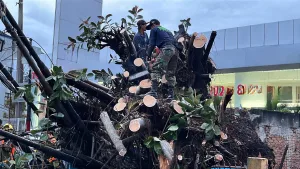 Hujan Deras Disertai Angin kencang di Kota Bekasi Menumbangkan 4 Pohon Rindang
