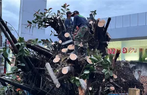Hujan Deras Disertai Angin kencang di Kota Bekasi Menumbangkan 4 Pohon Rindang