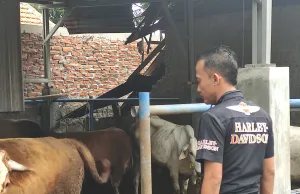 Polisi: Seekor Sapi Milik Warga di Tambun Mati Diduga Diracun