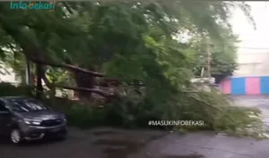 Pohon Tumbang , Aliran Listrik Mati di Pertokoan Jalan Juanda Bekasi