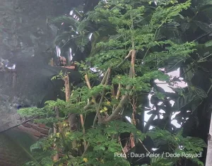 Daun Kelor, dari Perontok Susuk hingga jadi Pengganti Susu
