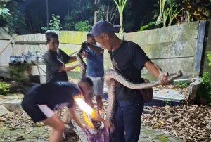 Ini Video Saat Petugas Damkar Evakuasi Ular di Rumah Warga