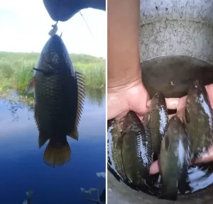 Mancing Ikan Betik di Rawa – Rawa Berkah Buat Lauk Makan
