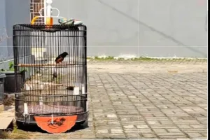 Suara Murai Batu si Ekor Panjang ‘Obat Suntuk’ Para Kicau Mania