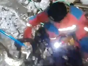 Detik-Detik Ular Sanca Kembang Dievakuasi Damkar, Bobol Coran Pekarangan Warga