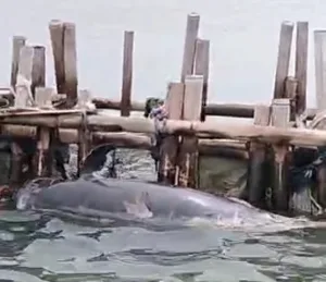 Berita Video: Seekor Ikan Lumba – Lumba Ditemukan Mati di Laut Tarumajaya