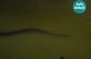 Seekor Ular Menggeloyor Saat Banjir di Pondok Ungu