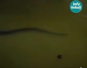 Seekor Ular Menggeloyor Saat Banjir di Pondok Ungu
