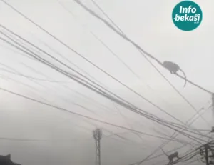 7 Ekor Monyet Berkeliaran di Kabel Listrik hingga Pemukiman Warga Pondok Gede