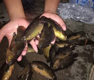 Pecak Ikan Betok Babon, Rasanya Bikin Nagih