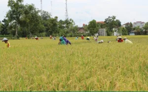 10 Jurus Pengendalian Hama Tikus Tanaman Padi
