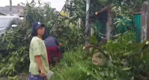 Video Pohon Tumbang Akibat Puting Beliung di Tambun