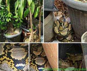 Ular Sanca 3 Meter Masuk Pekarangan Rumah Warga di Jatiasih