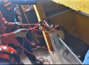 Video 2 Buaya Muara Tawar Dievakuasi dari Rumah Warga