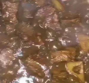 Orang Bekasi Lebaran Makan Daging Kebo Ama Pesor