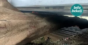 Pohon ‘Raksasa’ Tumbang Tersangkut di Bawah Jembatan Kemang Pratama