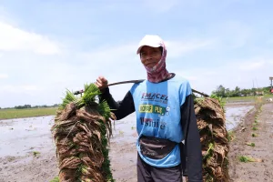 Petani Terdampak Banjir di Kabupaten Bekasi Bakal Dapat Benih Padi 43,8 Ton