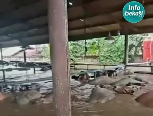 Puluhan Sapi Asal Australia Selamat Bertahan Hidup 24 Jam Terendam Banjir Bekasi