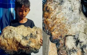 Bocah 10 Tahun Temukan Muntahan Paus Seberat 8 Kg di Pantai Bone