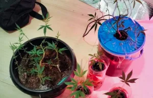 Kronologi Remaja di Cabangbungin Ditangkap Polisi Tanam Ganja di Kamar Rumah