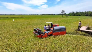 Panen Raya Petani di Majalengka, Presiden Prabowo: Tanpa Pangan Tidak Ada Negara