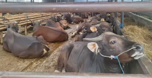 Sapi Bali Banyak Diminati Buat Kurban, Ini Alasannya