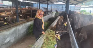 Kisah Ira Amiruddin Generasi ke 3 Bisnis Ternak Sapi Turun Temurun 
