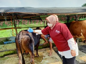 Jelang Idul Adha, Ribuan Hewan Kurban di Bekasi Diperiksa Kondisi Kesehatan