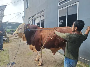Mesjid Al Barkah Bekasi Jadi Lokasi Penyembelihan Sapi Presiden Prabowo