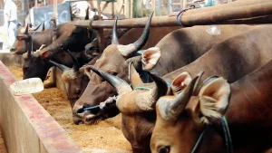 Mengenal Sapi Bali, yang Kerap ‘Diburu’ Masyarakat Saat Hari Raya Idul Adha