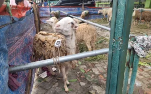 Cegah Daging Bermasalah, Dinas Pertanian Kab.Bekasi Kerahkan Tim Pengawas Kurban
