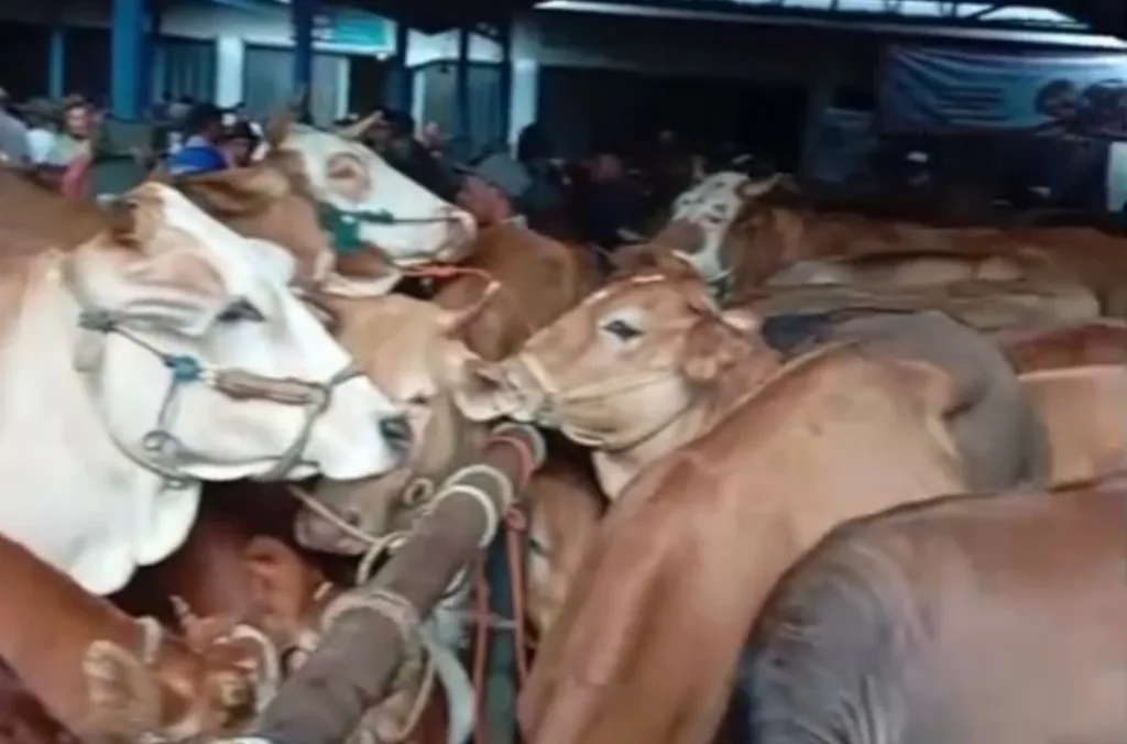 Sapi Kurban/infobekasi/deros