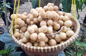 Duku Kampung Sawah, Rasa Manis dari Ujung Bekasi