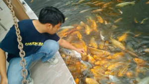 Pelihara Ikan Koi Bawa Hoki, Mitos atau Fakta?