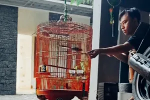 Tips Merawat Burung Kicau agar Gacor Maksimal, Ini Rahasianya