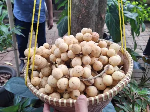 Abdul Rosid, Penjaga ‘Warisan’ Buah Duku Kampung Sawah Sempat Terkenal di Batavia