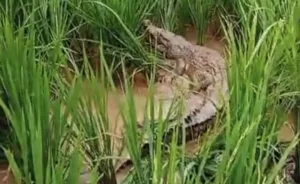 Buaya Lepas Hebohkan Warga Cikiwul, Camat: Sudah Diamankan Pemiliknya