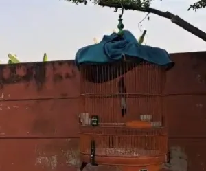 4 Fakta dan Mitos Seputar Burung Murai Batu