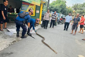 Ular Sanca Kembang Panjang 4 Meter Gegerkan Warga Teluk Buyung Bekasi