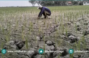 Waspada Musim Kemarau, BPBD Kabupaten Bekasi Imbau Warga Hemat Air